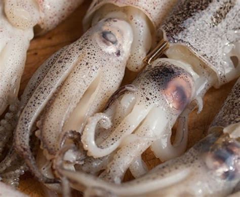 Buy Whole Baby Squid 225 Kg Online At The Best Price Free Uk Delivery