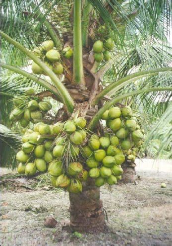 However, when using loose definitions, the coconut can be all three: Info Corner: The Shortest Coconut Tree