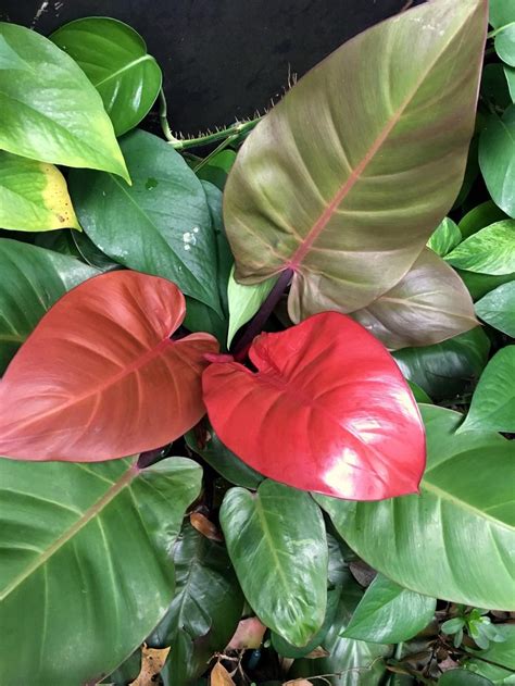 Philodendrons Collection Of Varieties In 2023 Philodendron Plant