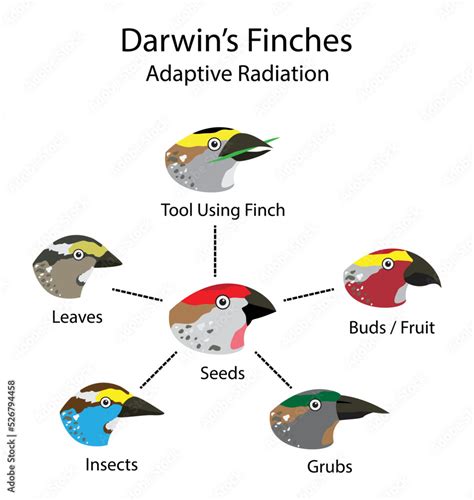 Illustration Of Biology And Animals Darwins Finches Adaptive