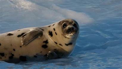 Ocean Atlantic Animals Seal Funny Snow Pup