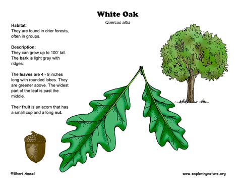 Oak White Exploring Nature Educational Resource