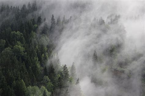 Hd Wallpaper Fog Pines Mist Austria 8k Forest 4k 5k Wallpaper