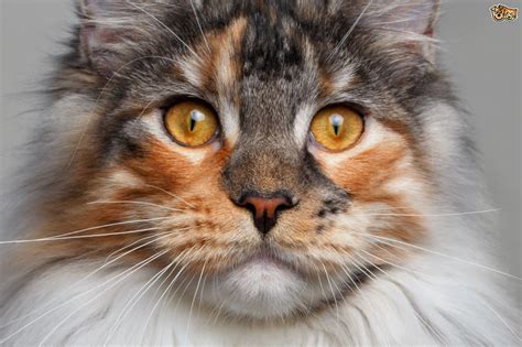 Here are the most common causes and least troublesome ones dental problems like abscessed teeth. Should I Worry when my Cat Keeps Sneezing? | Pets4Homes