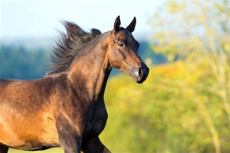 Arabian Horse Portrait In Motion Stock Image Everypixel