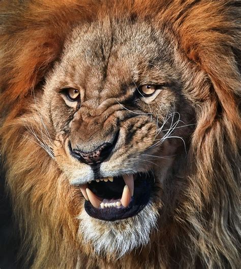 Photograph Still Angry By Klaus Wiese On 500px