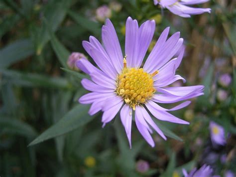 The Aster Flower
