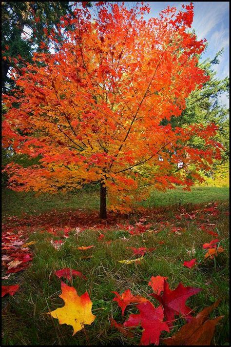 Sugar Maple Tree Fast Growing Native With Bright Fall