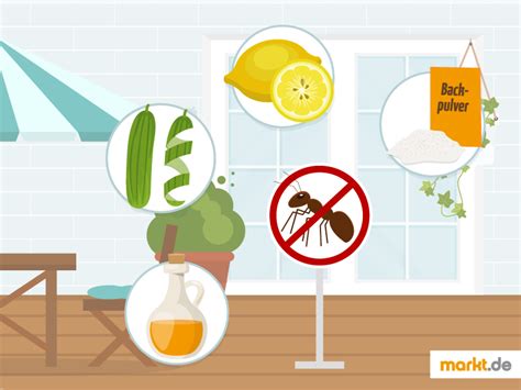 Sind die tiere im haus, können unschädliche hausmittel gegen ameisen helfen. Was tun gegen Ameisen im Haus und auf Terrasse? | markt.de