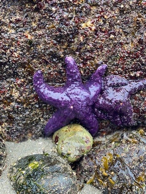 The Purple Sea Star On The Pacific Northwest Of Canada Albums Rene