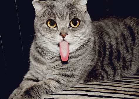 A Cat With An Unusually Long Tongue Has Become An Online Sensation