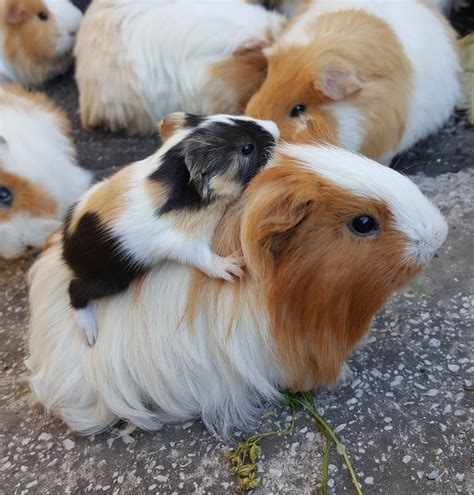 Newborn Guinea Pigs Are Precocial Meaning That They Are Basically Mini