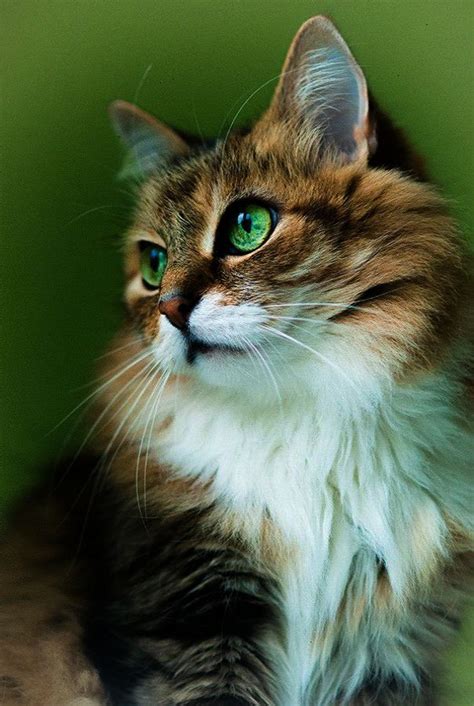 Best Images And Pictures Ideas About Fluffy Cat Breeds Beautiful Cats