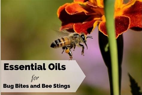 Wasp stings can cause swelling and pain. Essential Oils for Bug Bites Mosquito and Bee Stings - For ...
