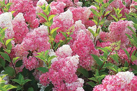 Growing Guide For Vanilla Strawberry Hydrangea Better Homes And Gardens