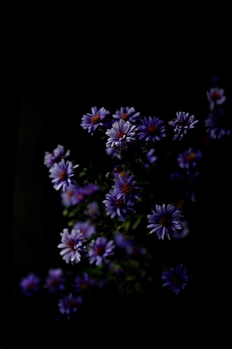 Hd aesthetic wallpapers and backgrounds more in wallpaper for you hd wallpaper for desktop & mobile, check it out. Flower Aesthetic Dark Wallpapers - Wallpaper Cave