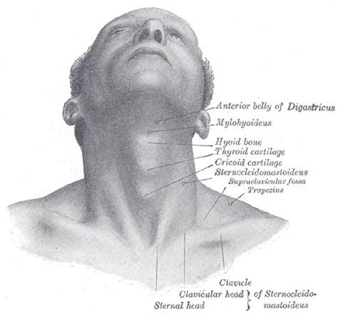 It mechanically, physically and functionally supports head. Supraclavicular lymph nodes - wikidoc