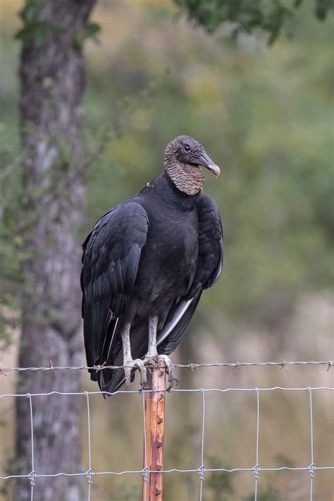 Black Vulture Coragyps Atratus