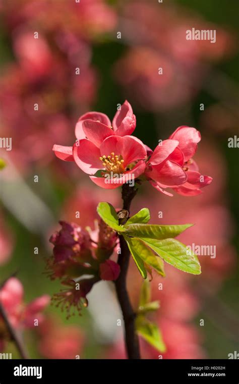 Japanese Quince Chaenomeles Japonica Hi Res Stock Photography And