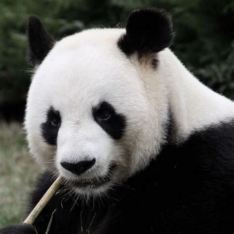 Giant Pandas No Longer Listed As Endangered Panda Giant Panda Bear