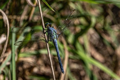 Eastern Pondhawk Male Bc Natural Areas Notebook