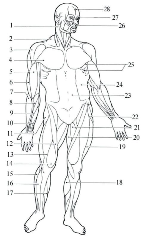 Worksheet Printable Blank Muscle Diagram