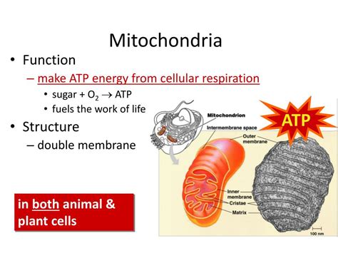 Mitochondrion Function