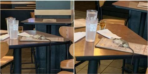 Live Rat Falls From Ceiling Onto Restaurant Table