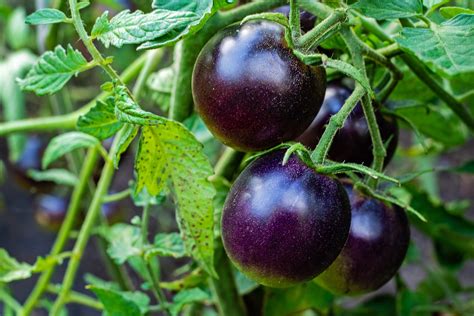 Usda Approves The Purchase Of Purple Gm Tomato Seeds For Home Growers