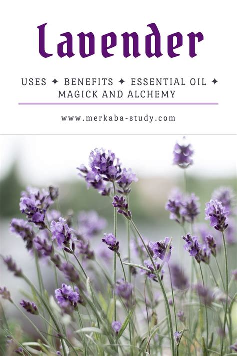 Lavender Benefits Essential Oil Uses Magic And Alchemy Correspondences Healing Propert