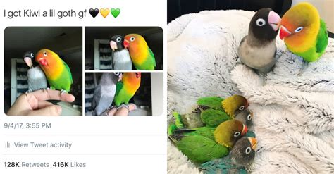 This Story Of A Lovebird And His Goth Girlfriend Is Melting Twitters