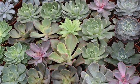 4″ Succulent Plants Crazy Plants Crazy Critters