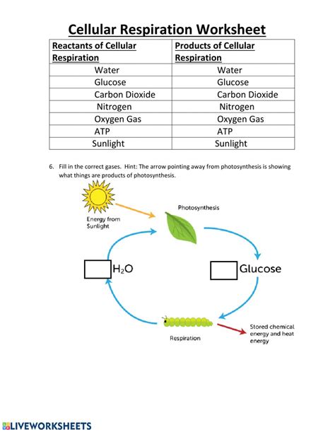 Chapter 7 life is cellular worksheet answer key download / read online. Cellular Respiration Practice - Interactive worksheet