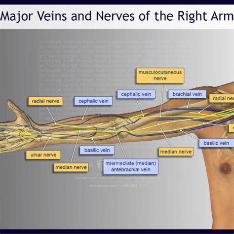 Major Veins And Nerves Of The Right Arm Trialexhibits Inc