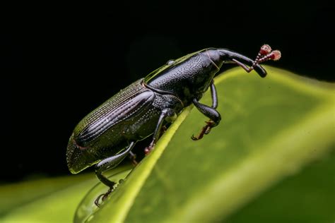 Ask The Entomologist Can I Get Rid Of Rice Weevils On My Own