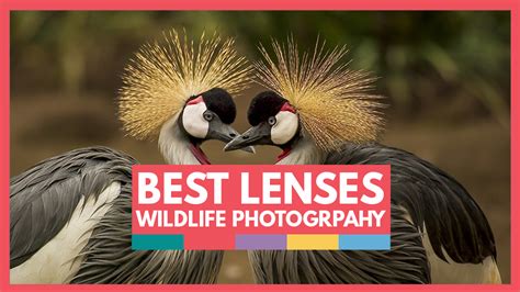 Best Lenses For Wildlife Photography Video School