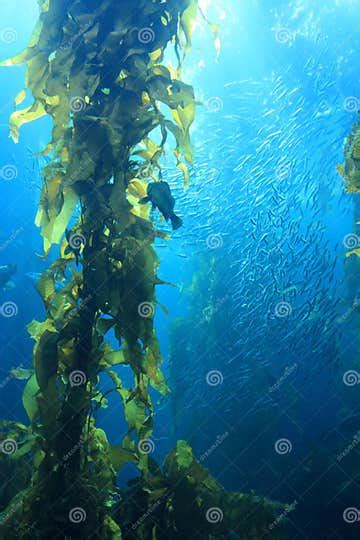 Giant Kelp Stock Image Image Of Exotic Habitat Ecosystem 5748681