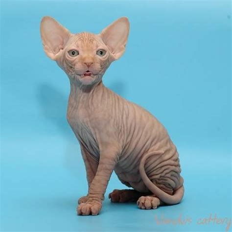 At alluring sphynx kittens, you can get the sphynx kittens for sale at the best prices. Sphynx kittens FOR SALE ADOPTION from Moscow New York ...