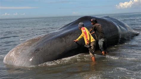 Sebagai hasil dari perburuan paus, ikan paus sperma saat ini terdaftar sebagai rentan oleh iucn. Bangkai Paus Sperma Sepanjang 15 Meter Terdampar di Bali