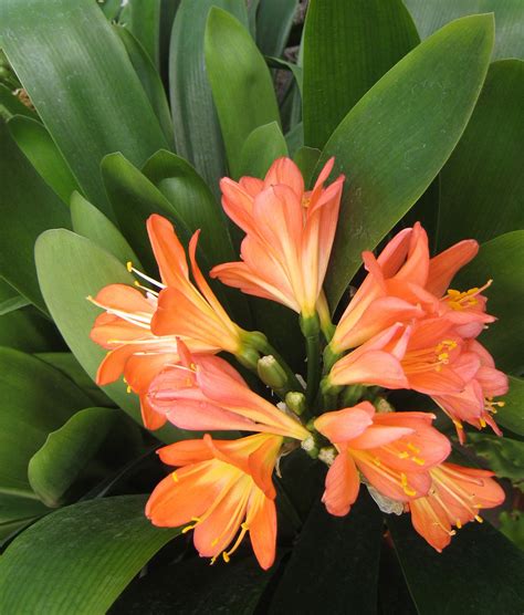 Orange Tropical Flower Free Stock Photo Public Domain Pictures