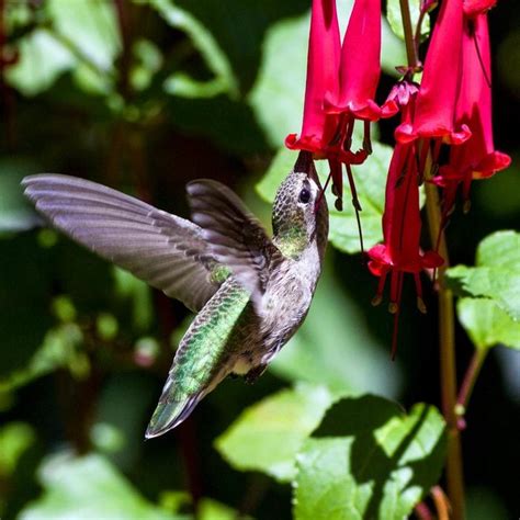 8 Flowers That Attract Hummingbirds Taste Of Home