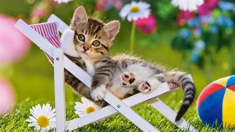 Summer Kitten Wallpapers Top Free Summer Kitten Backgrounds