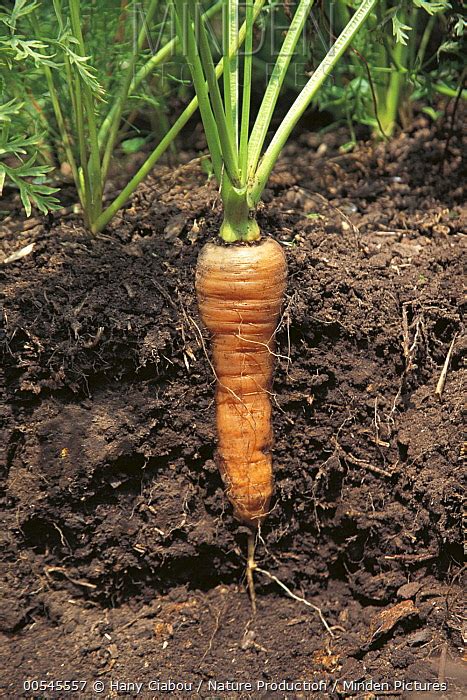 Minden Pictures Carrot Daucus Carota Root Japan Hany Ciabou