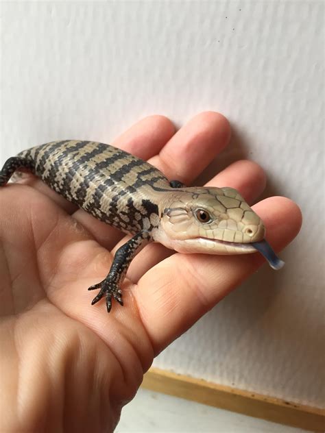 Nw England Baby Blue Tongues Reptile Forums