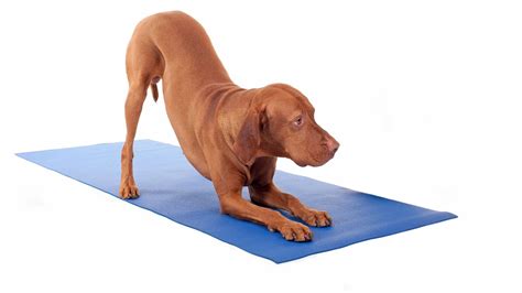 Why You Should Do Yoga With Your Dog And How To Start Huffpost Uk