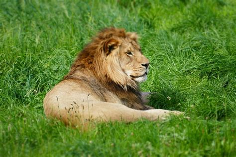 Hd Wallpaper Wildlife Photography Of Lion Laying On Grass Lion Lying