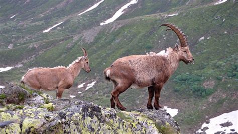 Wallpaper Mountain Goat Rock Horns Hd Picture Image