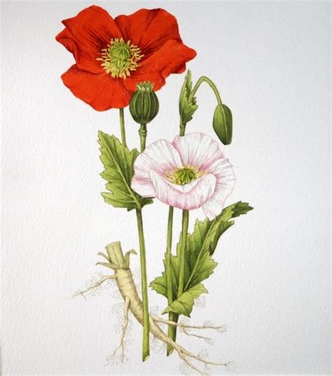 Poppy Botanical Illustration By Veronika Logar Poppy Flower Drawing