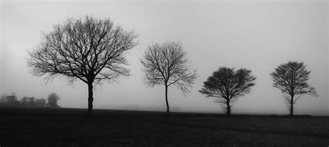 Trees In The Mist Simon Garrett Flickr