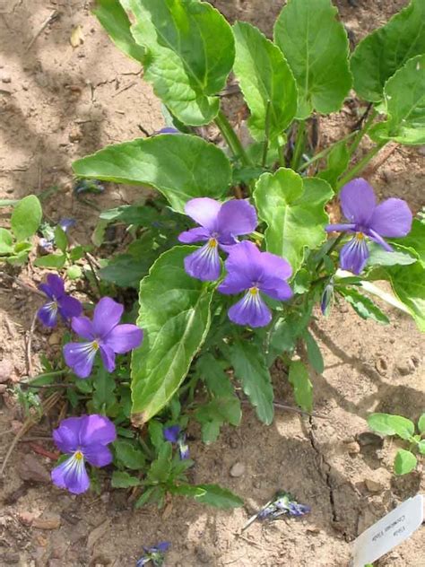 Maybe you would like to learn more about one of these? Corsican Violet - perennial in zone 5, blooms all summer ...